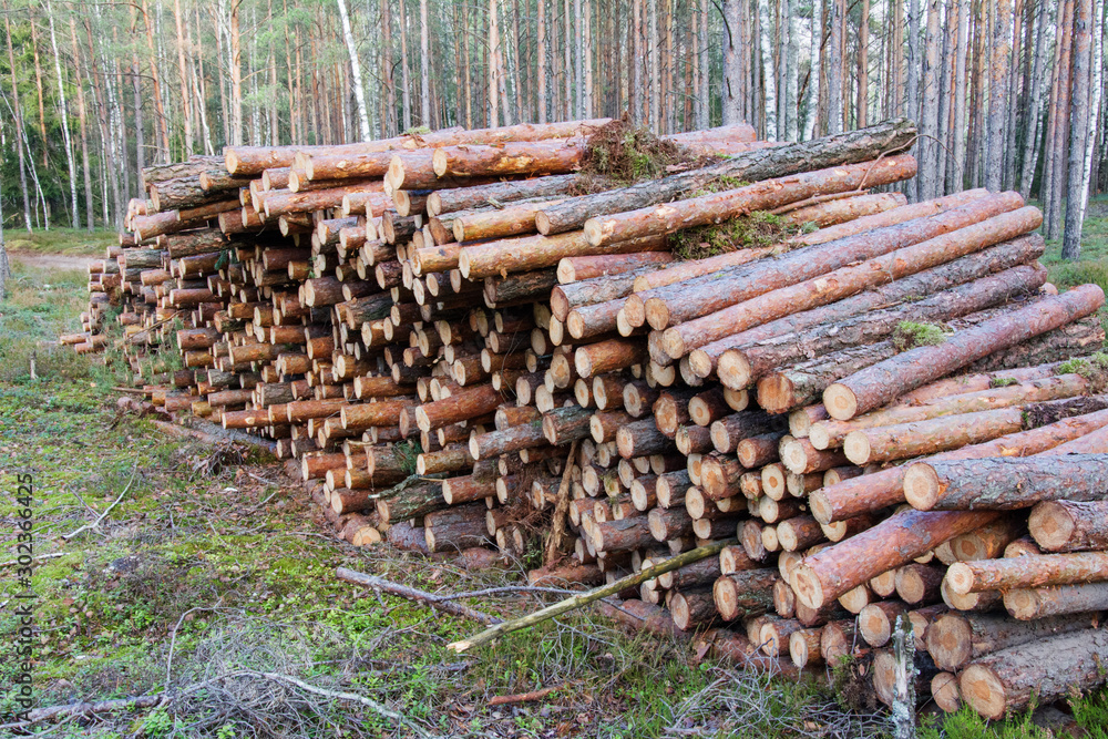 Wooden logs cut and stacked in pile, felled by the logging timber industry. Trunks of felled trees are prepared for transportation on a timber truck. Wooden logs cut and stacked in pile, felled by the logging timber industry. Trunks of felled trees are prepared for transportation on a timber truck.