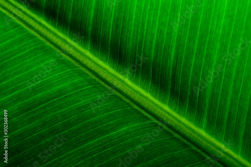 Texture and detail of green banana leaf.