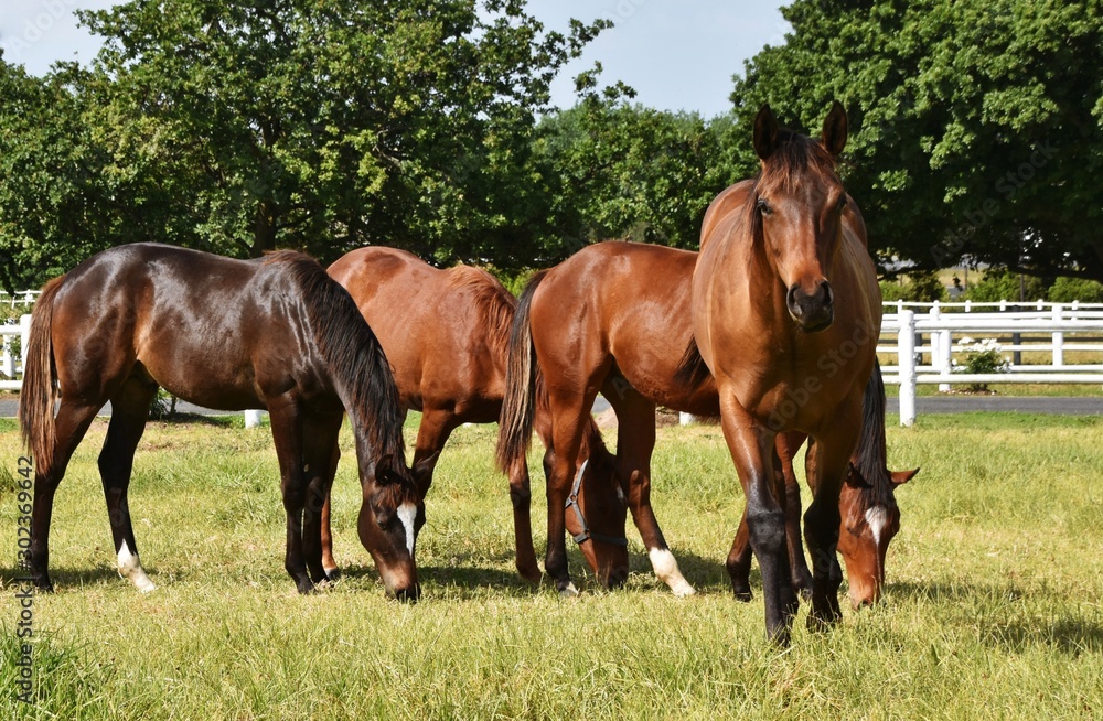 Close up of brown Horses on a meadow with a white fence Close up of brown Horses on a meadow with a white fence