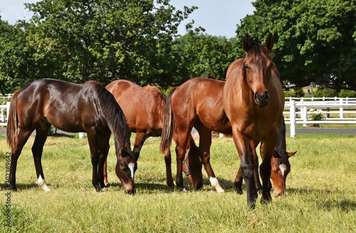 Close up of brown Horses on a meadow with a white fence