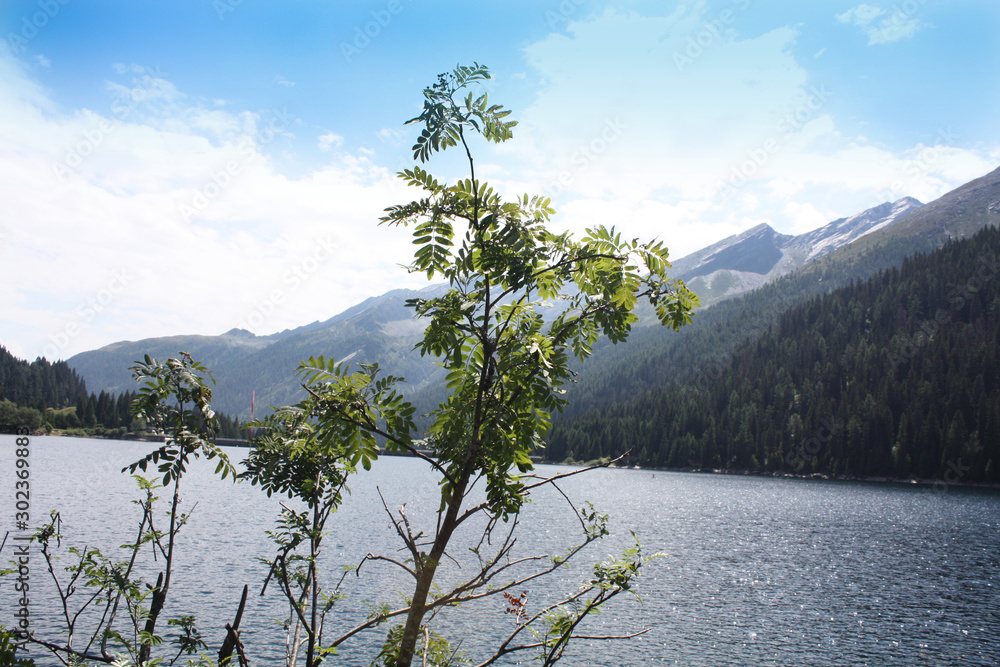 Swiss lake in the spruce forest with fir-tree , Alps. Summer Switzerland.