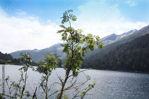 Obraz na płótnie Swiss lake in the spruce forest with fir-tree , Alps. Summer Switzerland. w salonie