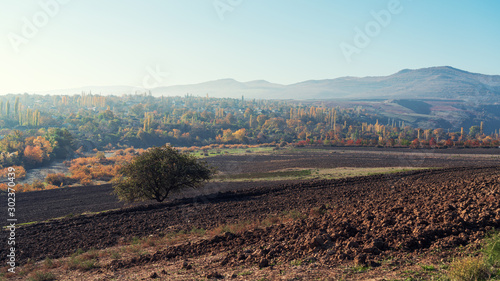 Lonely tree on a plowed farm field