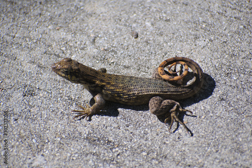 curly lizard on pavement