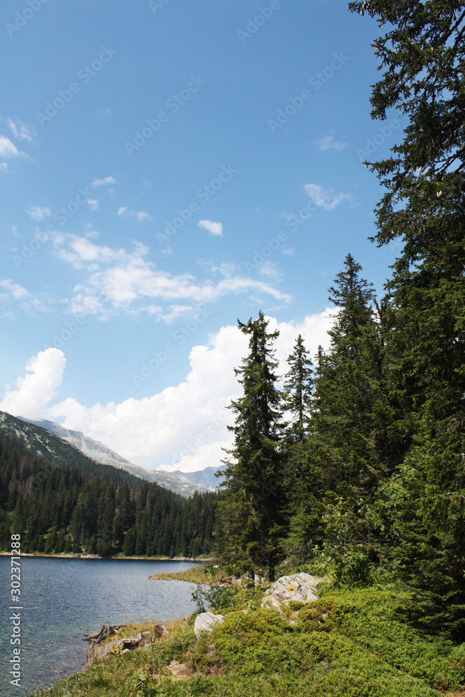 Swiss lake in the spruce forest with fir-tree , Alps. Summer Switzerland.