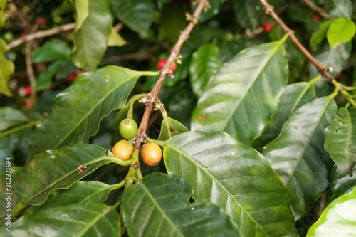 branch with coffee beans 