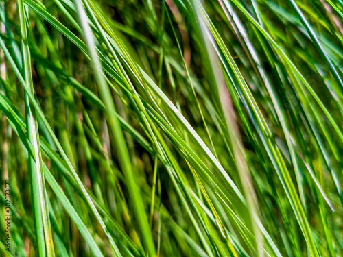 Close up blades of grass texture background