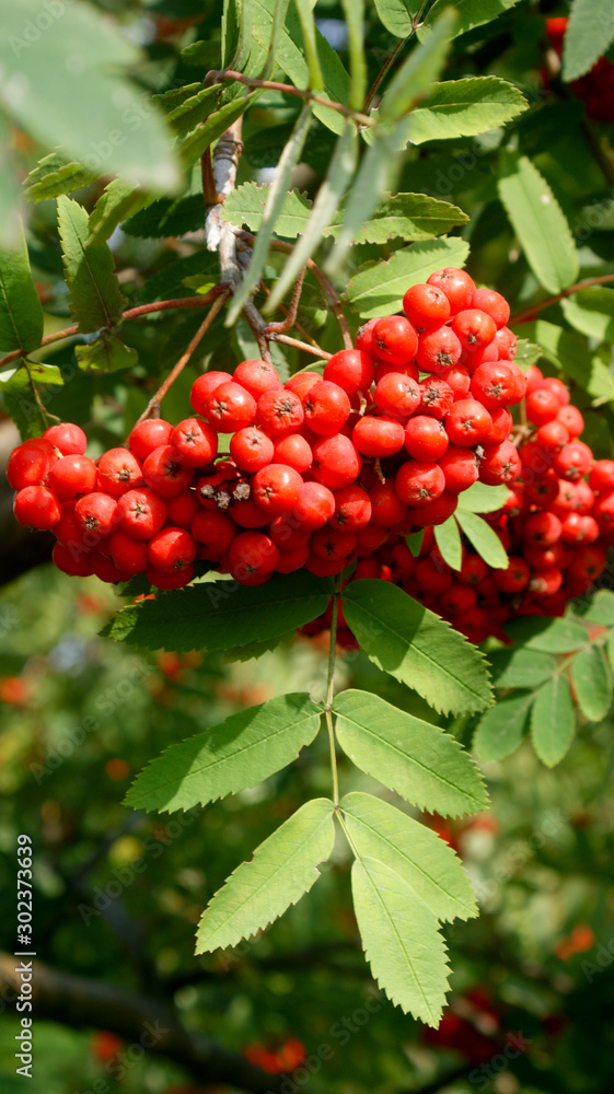 Obraz premium ripe bright red mountain ash hanging in clusters on tree branches on a sunny autumn warm day in the park