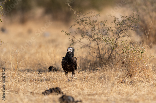 Egyptian vulture or Neophron percnopterus juvenile walking head on at desert national park, jaisalmer, rajasthan, india