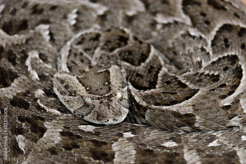 Coiled puff adder in defensive stance