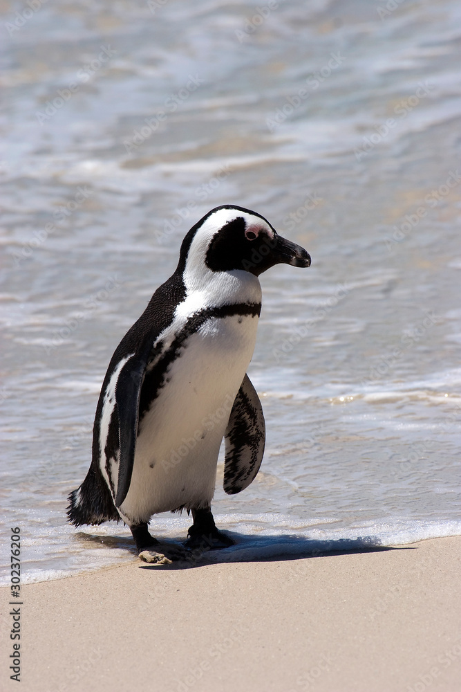 Fototapeta premium The African penguin colony on Boulders Beach near Cape Town, South Africa