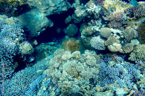 Korallengarten mit Anemonen