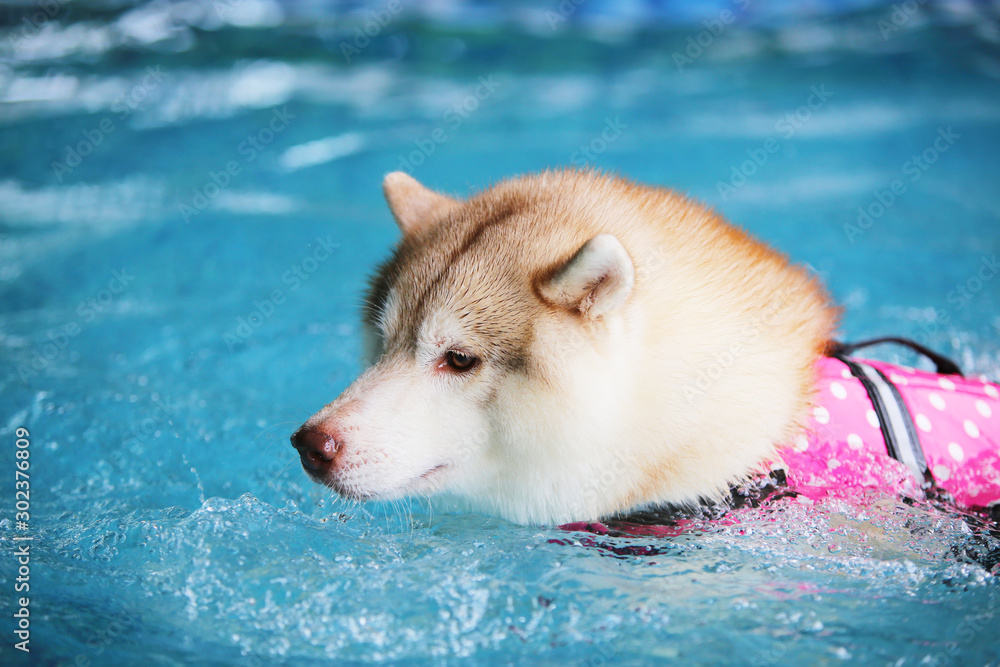 Siberian Husky swim in swimming pool. Dog swimming