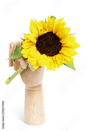 Sunflower in a wooden hand isolated on white