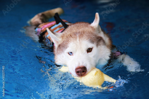 husky life jacket