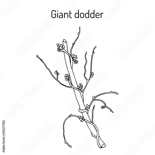 Giant dodder cuscuta reflexa , medicinal plant