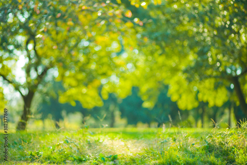 green park blur bokeh background