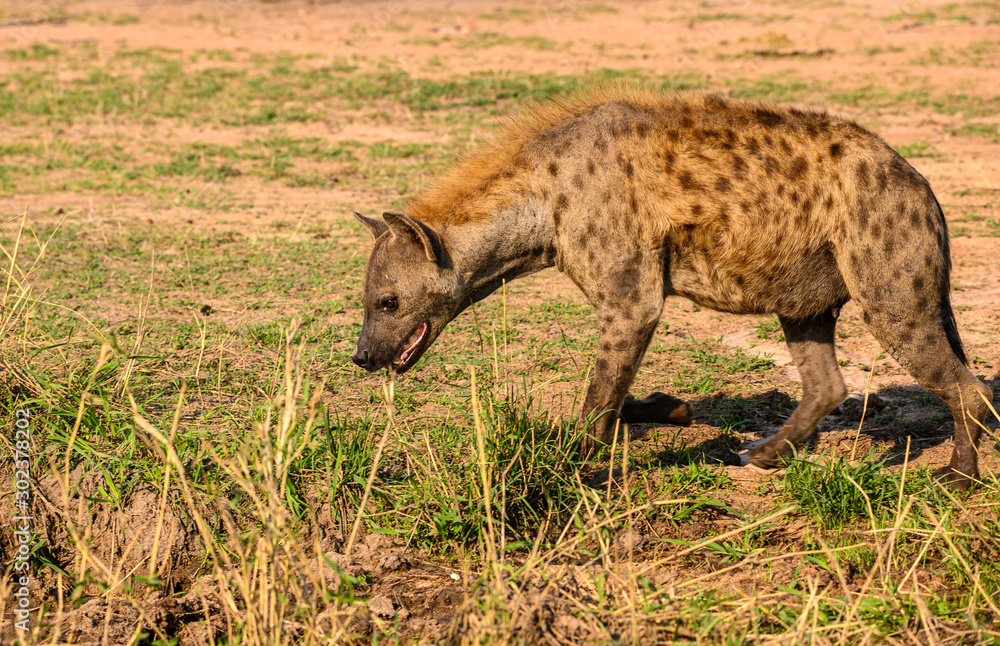Obraz premium Spotted hyena contemplating entering a pool of water to cool off from the summer’s heat