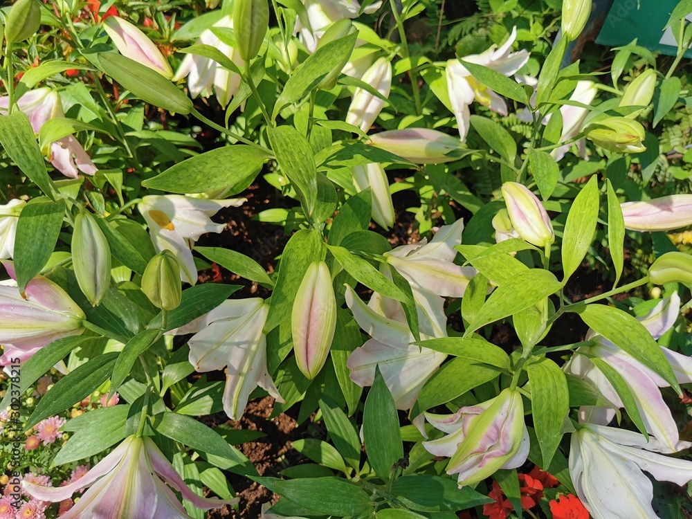 Obraz premium The background image of the colorful flowers in the garden...