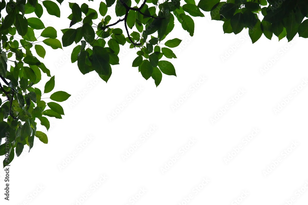 Tropical tree leaves on white isolated background for green foliage backdrop Tropical tree leaves on white isolated background for green foliage backdrop