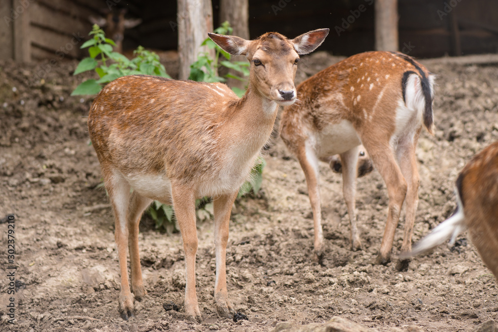 portrait of a deer. deer in the meadow. portrait of a deer. deer in the meadow.