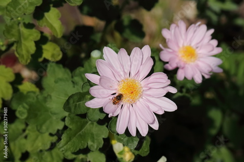 Flower and insect in the garden in Japan