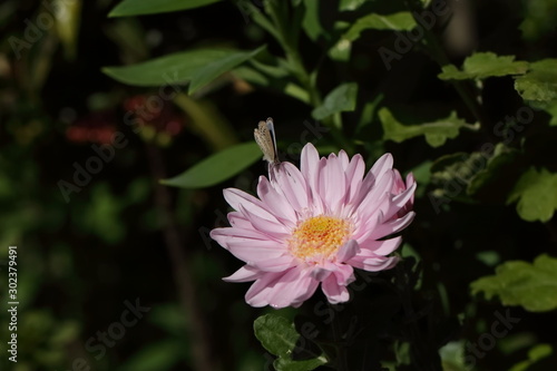 Flower and insect in the garden in Japan