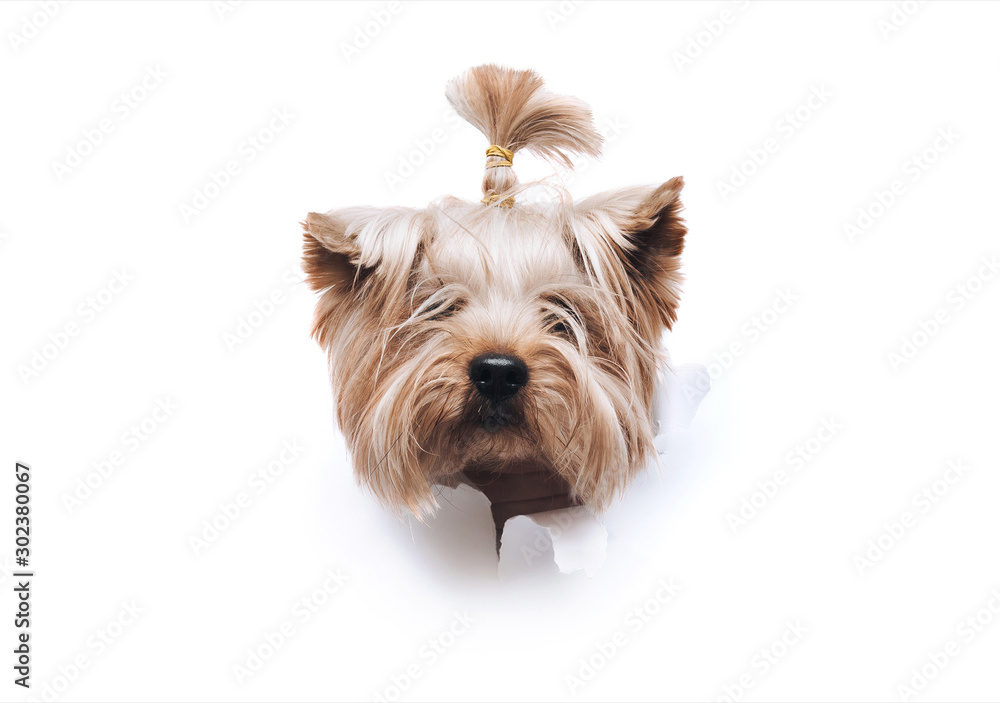 The head of old dog through a hole on a white torn paper background. Yorkshire Terrier. Horizontal studio image, copy space. Concept of spy, curiosity and snoop.
