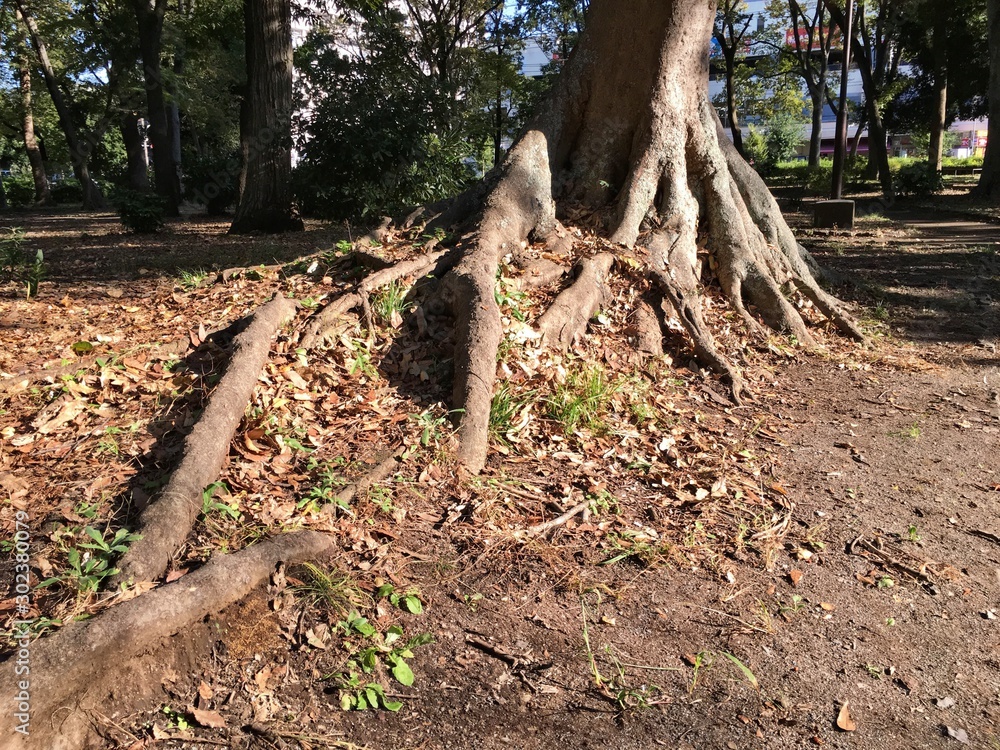 Be surprised by the roots of the trees that crawl the ground. Only this tree is growing strangely in the park. Be surprised by the roots of the trees that crawl the ground. Only this tree is growing strangely in the park.