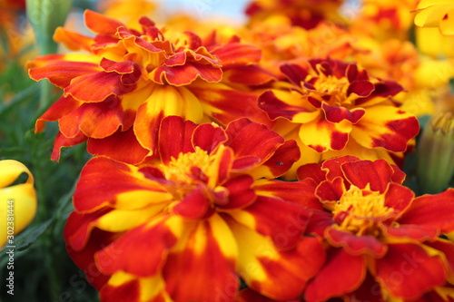 bright marigolds on a flower bed in summer close-up 