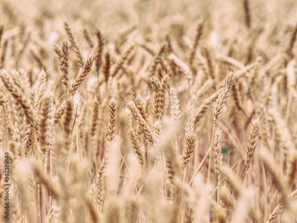 Selective focus on wheat, wheat field, golden grain of wheat Selective focus on wheat, wheat field, golden grain of wheat