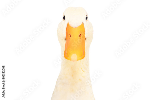Portrait of acurious duck, closeup, isolated on white background