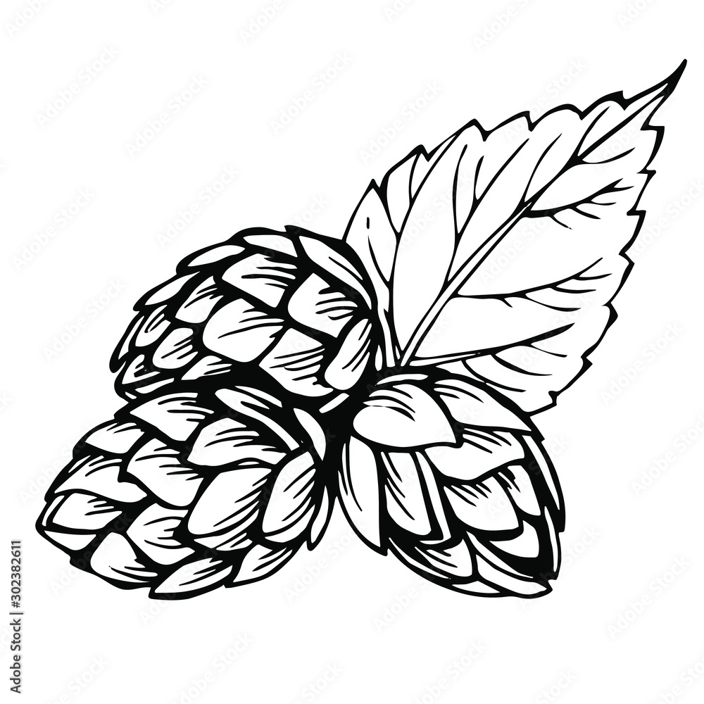 Sketch hops. Black illustration of hops for brewing.Engraved style illustration. Vintage beer design