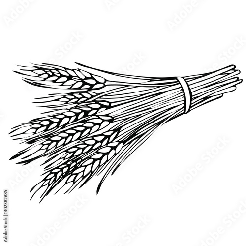Sketch sheaf of wheat. Hand drawn Wheat ears cereals crop 