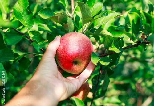 Fotografia woman's hand pluck  red fruit Apple fruit ripens in Sunny garden