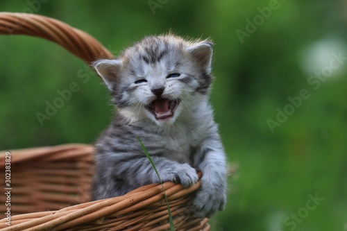 Photography Cute Maine Coon kitten portrait in the basket. Maine coon baby.