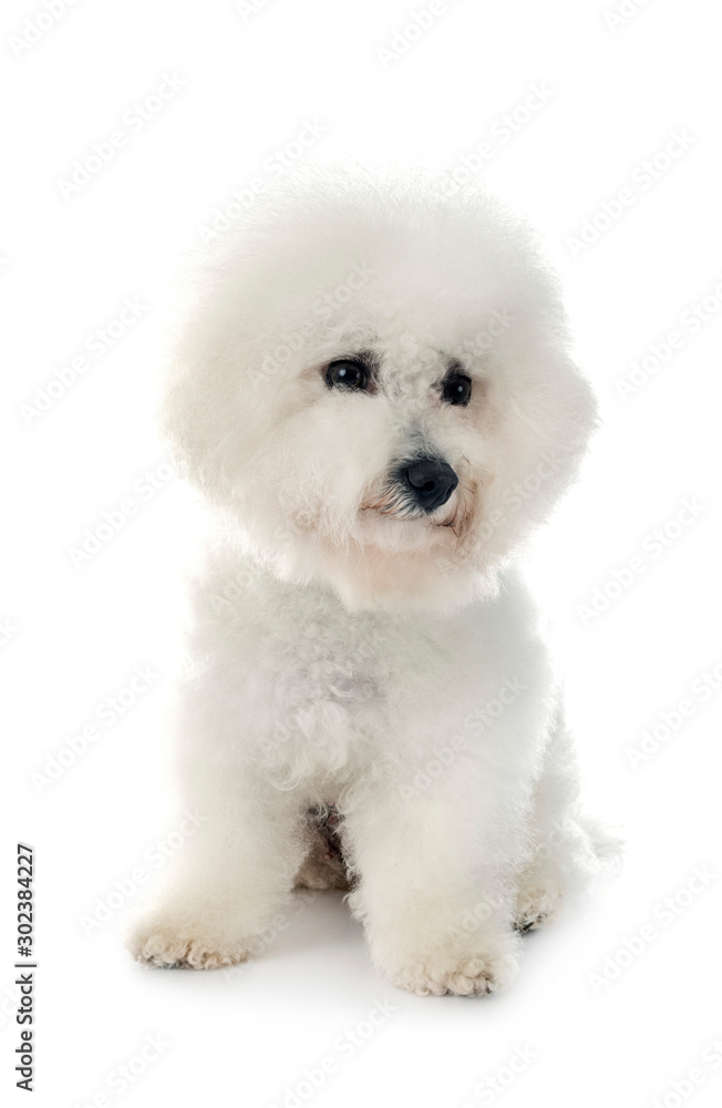 Bichon Frise in studio