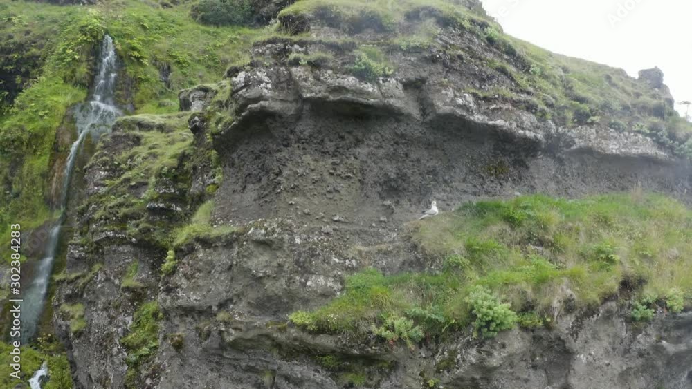 Birds standing on a rock of mountain. Drone shot of seagulls flying off a cliff on a green mountain with waterfalls. Birds standing on a rock of mountain. Drone shot of seagulls flying off a cliff on a green mountain with waterfalls.