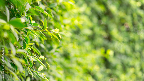 Nature background of green leaf in garden