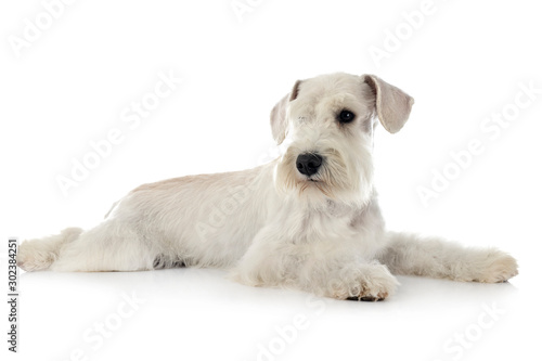 miniature schnauzer in studio