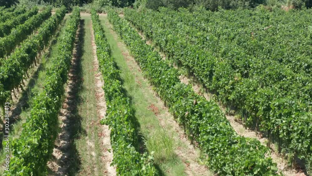 Flying over the vineyard of Monte Vibiano in Umbria, Italy. Flying over the vineyard of Monte Vibiano in Umbria, Italy.