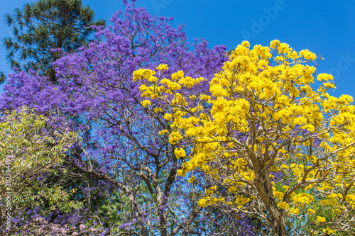 Blühende Bäume in lila und gelb