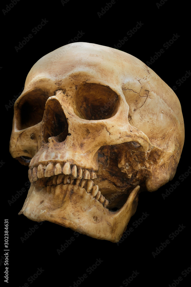 Obraz premium Skull , isolated on black background ,symbol as Halloween concept or herror story, stage show. icon of mystry believe, witch, shaman,hell and magic. Learning human body anatomy.