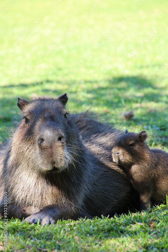 Fototapeta premium A Capybara in the Esteros de Ibera, Argentina