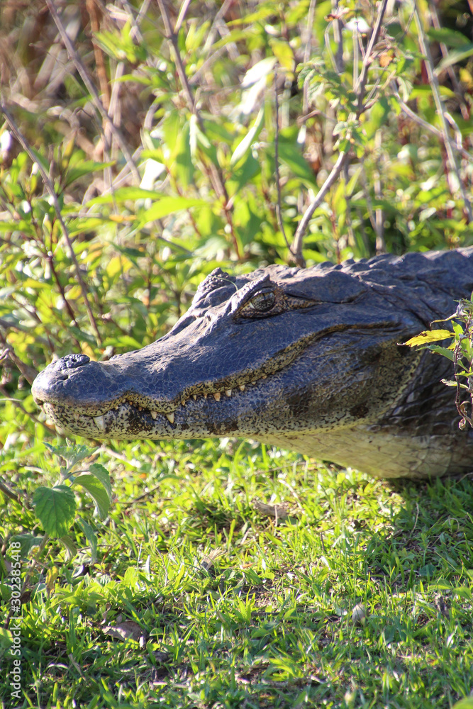 A caiman at Esteros del Ibera, Argentina