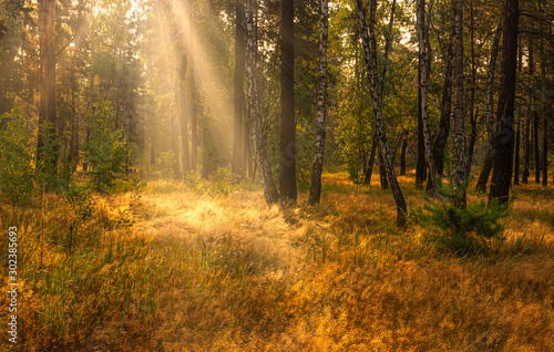 Walk in the woods. Pleasant weather. Sun rays play in the branches of trees. 