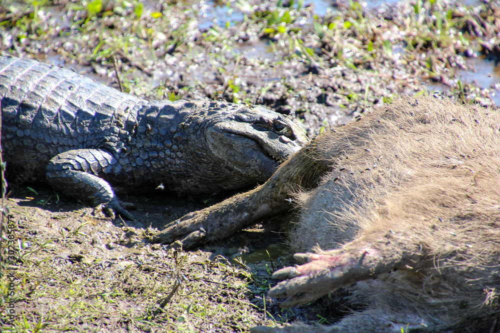 A caiman is eating a capybara in Argentina Stock-Foto | Adobe Stock