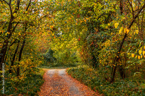 Fototapeta Naklejka Na Ścianę i Meble -  Forest. Walk in nature. Autumn. The leaves began to fall. Autumn colors.