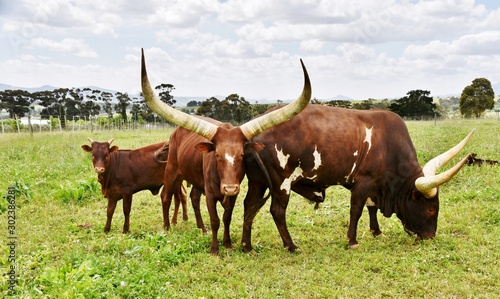 Close up of Ankole Cattle with big horns