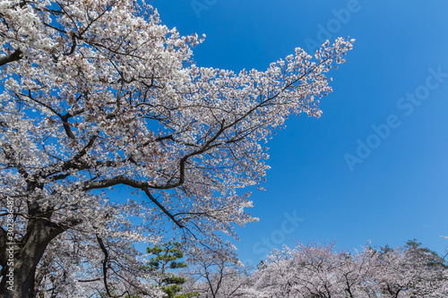 桜
